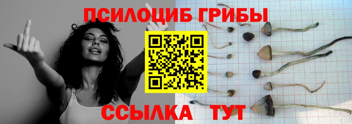 Шадринск  Галлюциногенные грибы MAGIC MUSHROOMS  закладка  Вход с VPN 